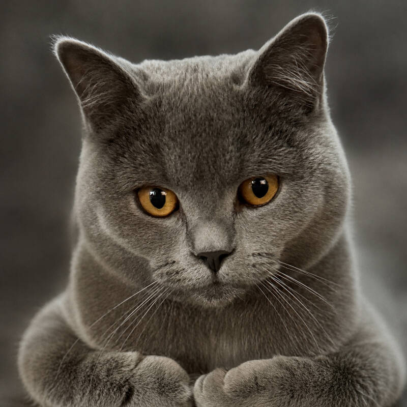 portret-kat-afscheidsfotografie-herinnering-huisdier-standard.jpg