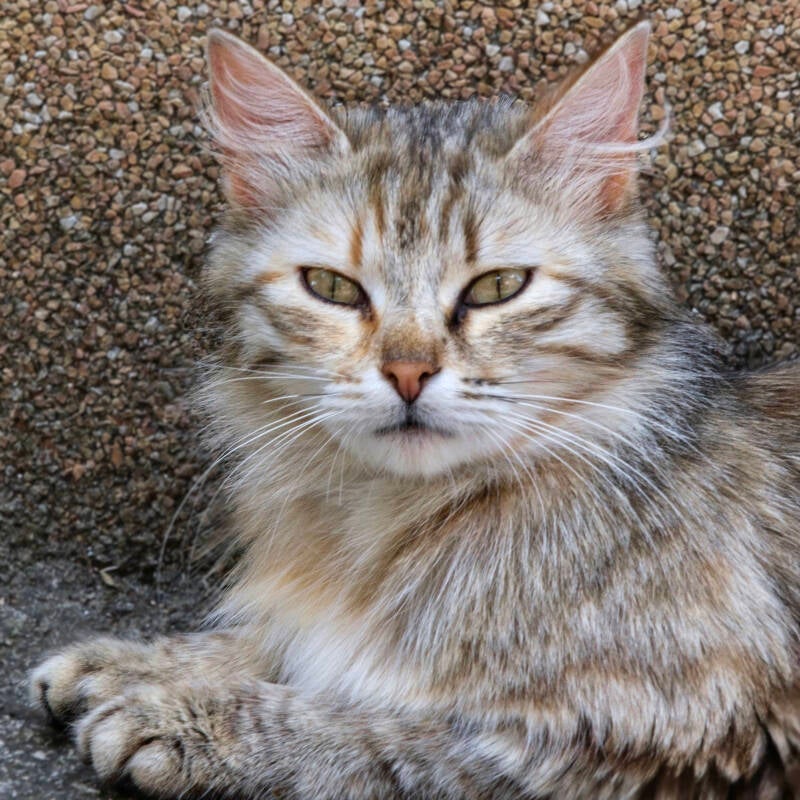 portret-kat-foto-herinnering-standard.jpg