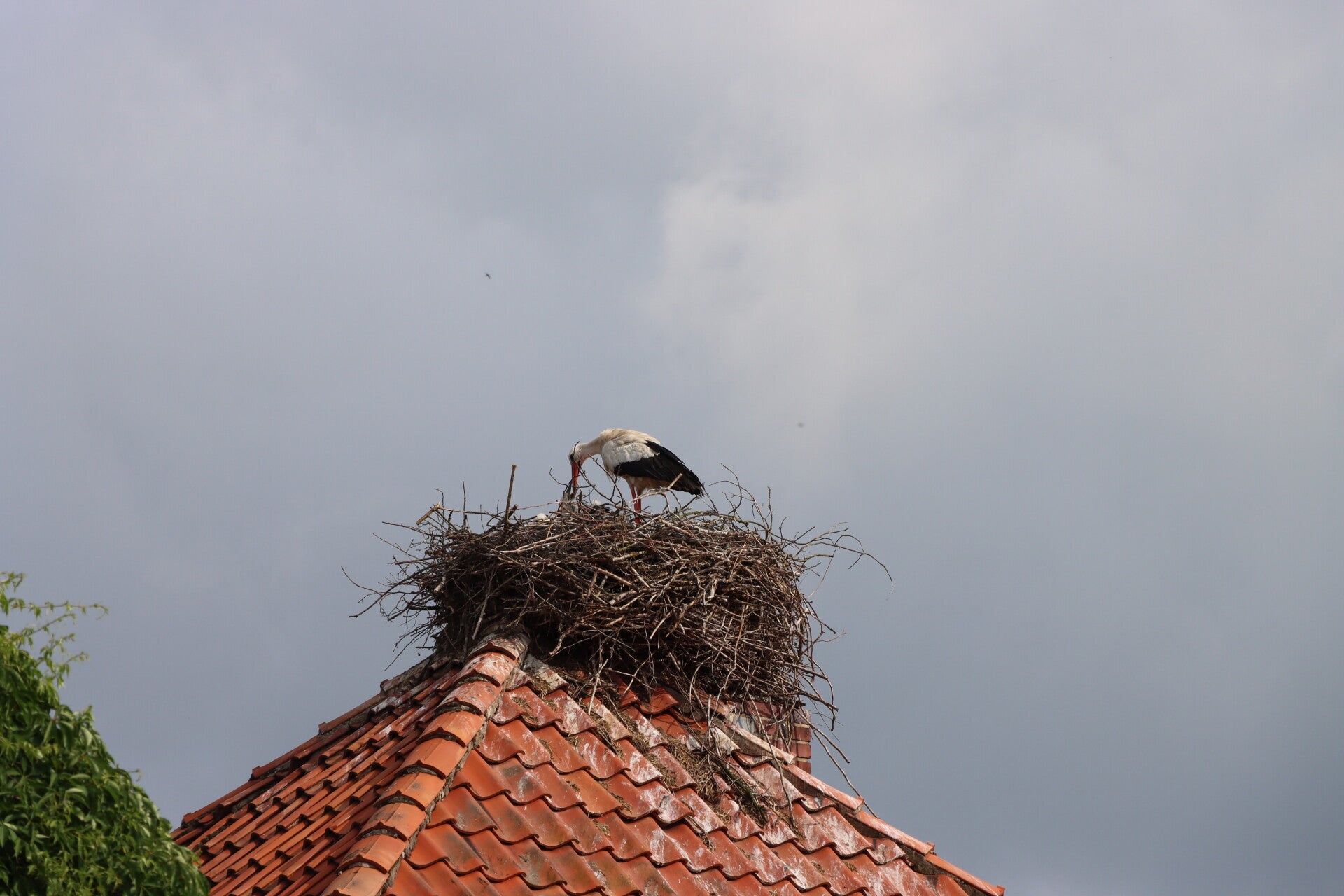 img_4609-standard.jpg