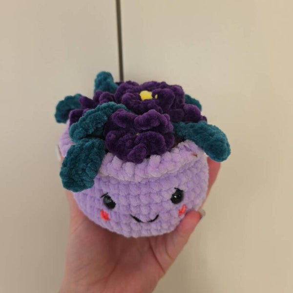 Cuddle primula