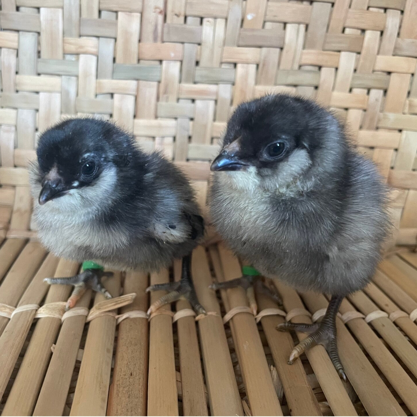 Ameraucana- Straight Run