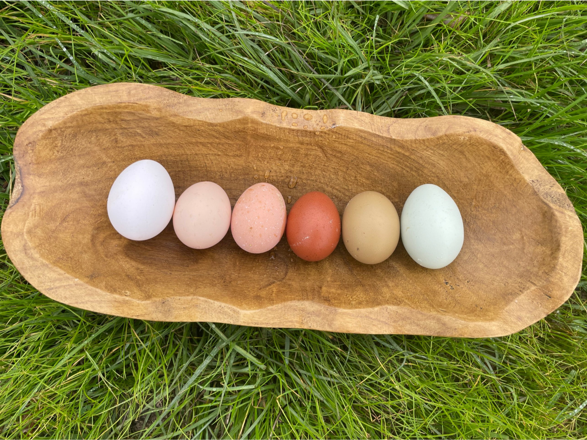 Hatching Eggs- Just A Chick's Choice