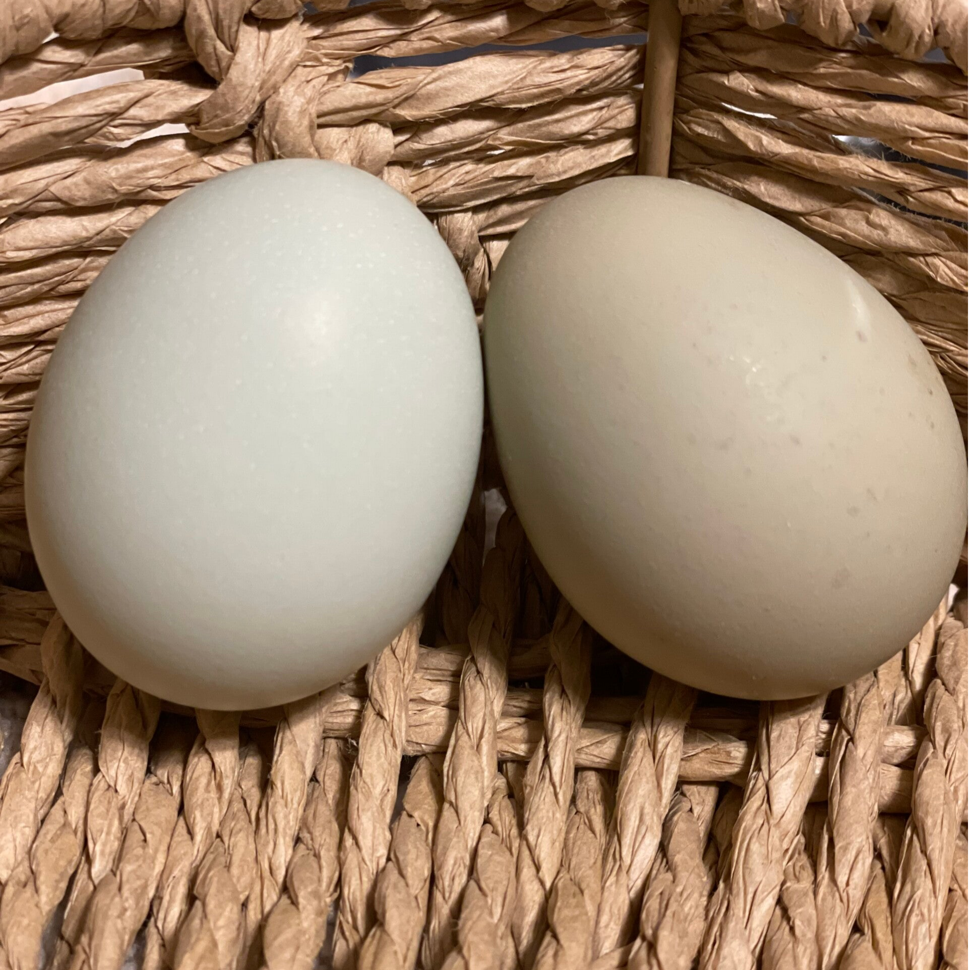 Hatching Eggs- Silverrudd