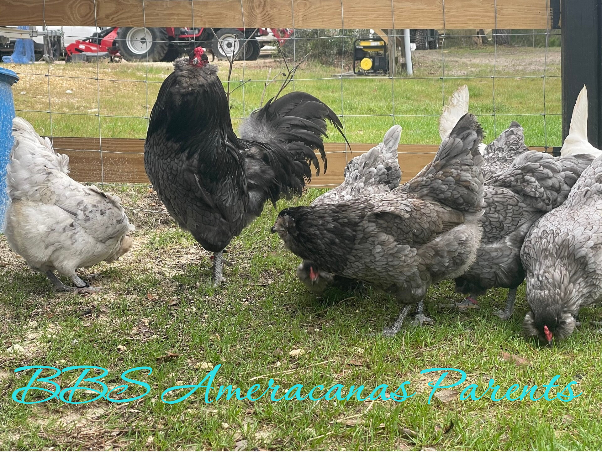 Ameraucana- Straight Run