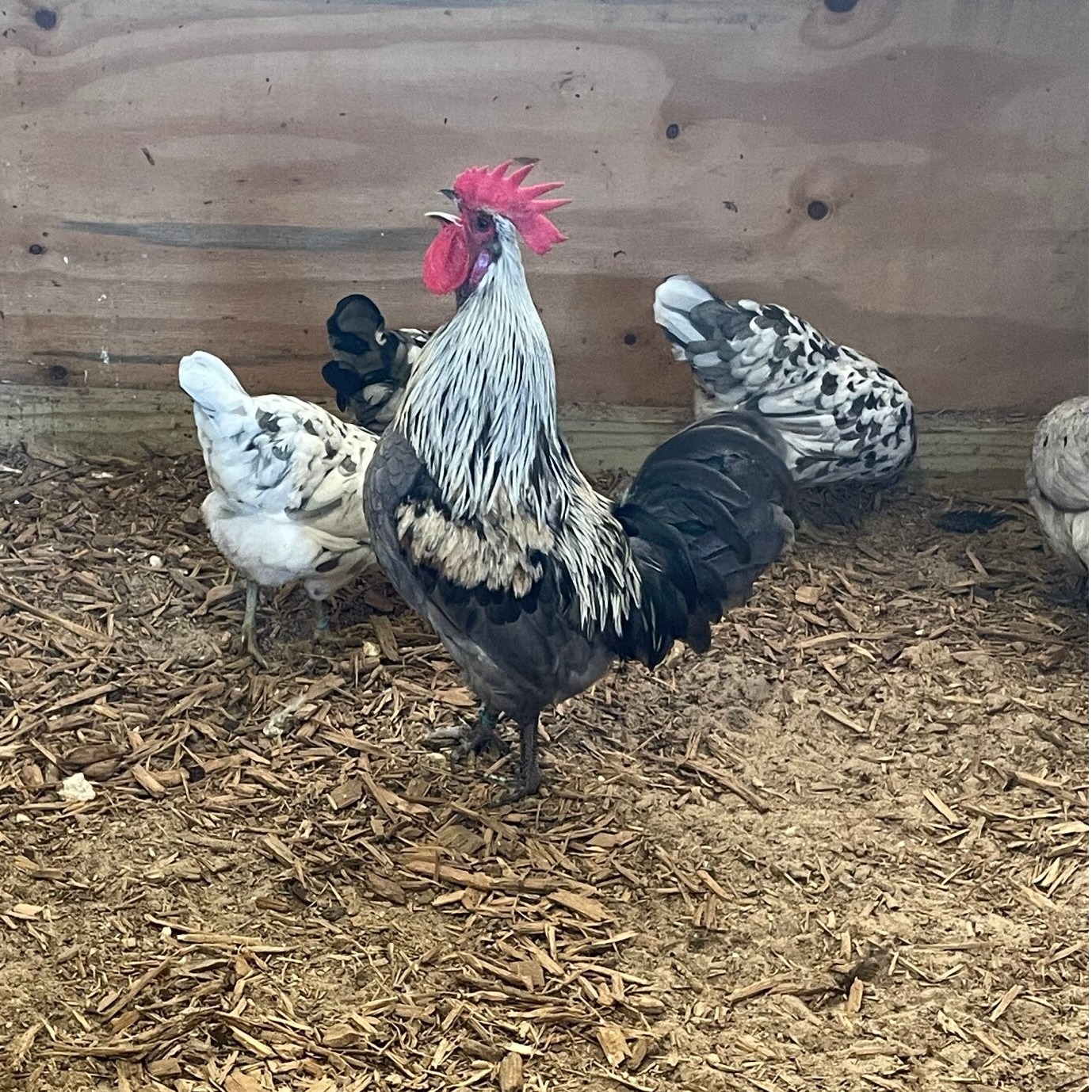 Silverrudd- Straight Run