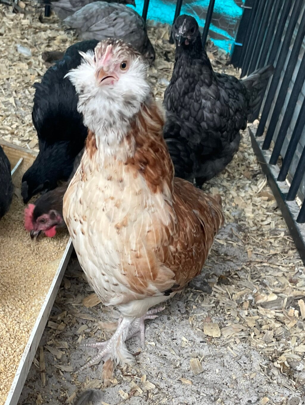 Salmon Faverolle- Straight Run