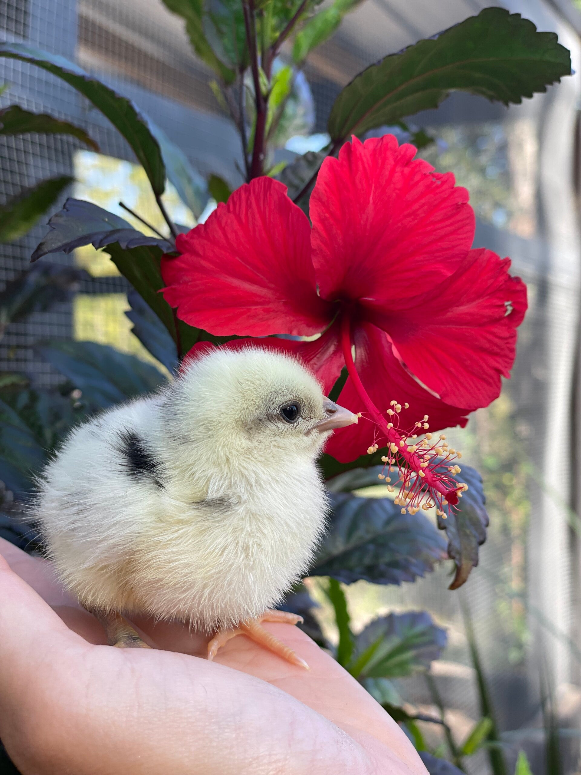 Zombie’s- Straight Run