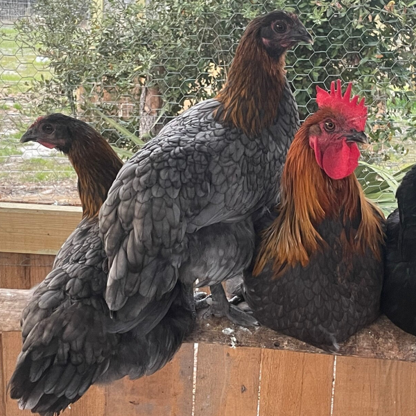 Hatching Eggs- Blue Copper Marans