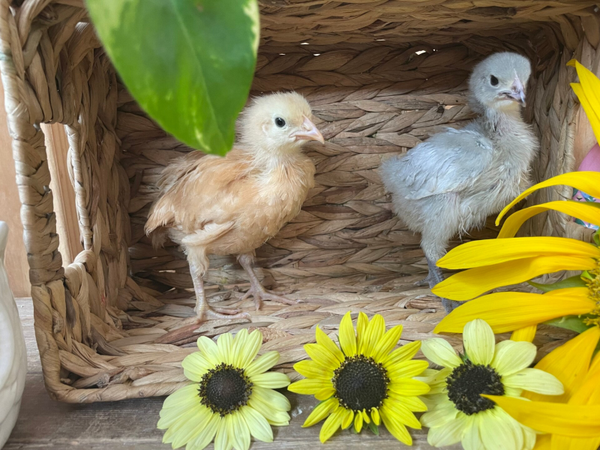 Hatching Eggs- Buff Orpingtons