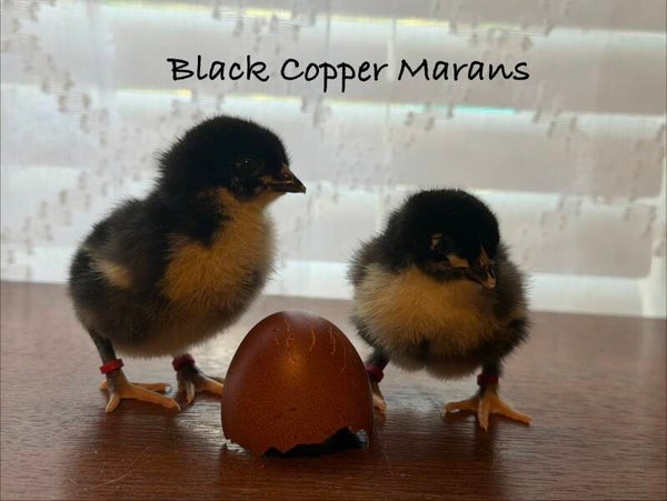 Black Copper  Marans (Dark Line) Straight Run