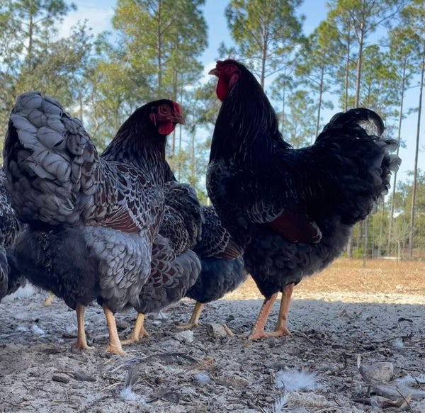 Blue, Black & Splash Laced Red Wyandotte