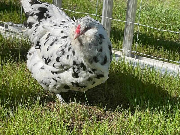 Ermine/ White Ameraucana- Straight Run