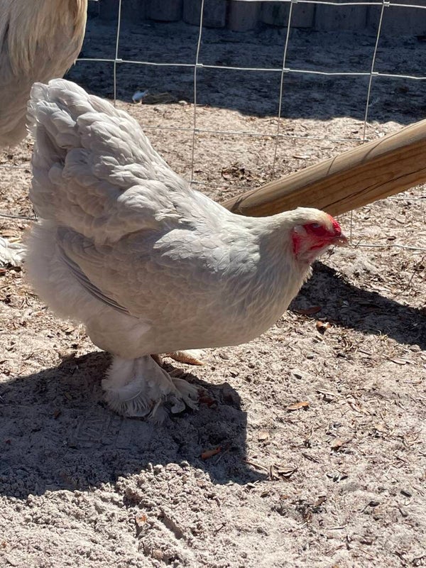 Hatching Eggs- Isabella Brahmas