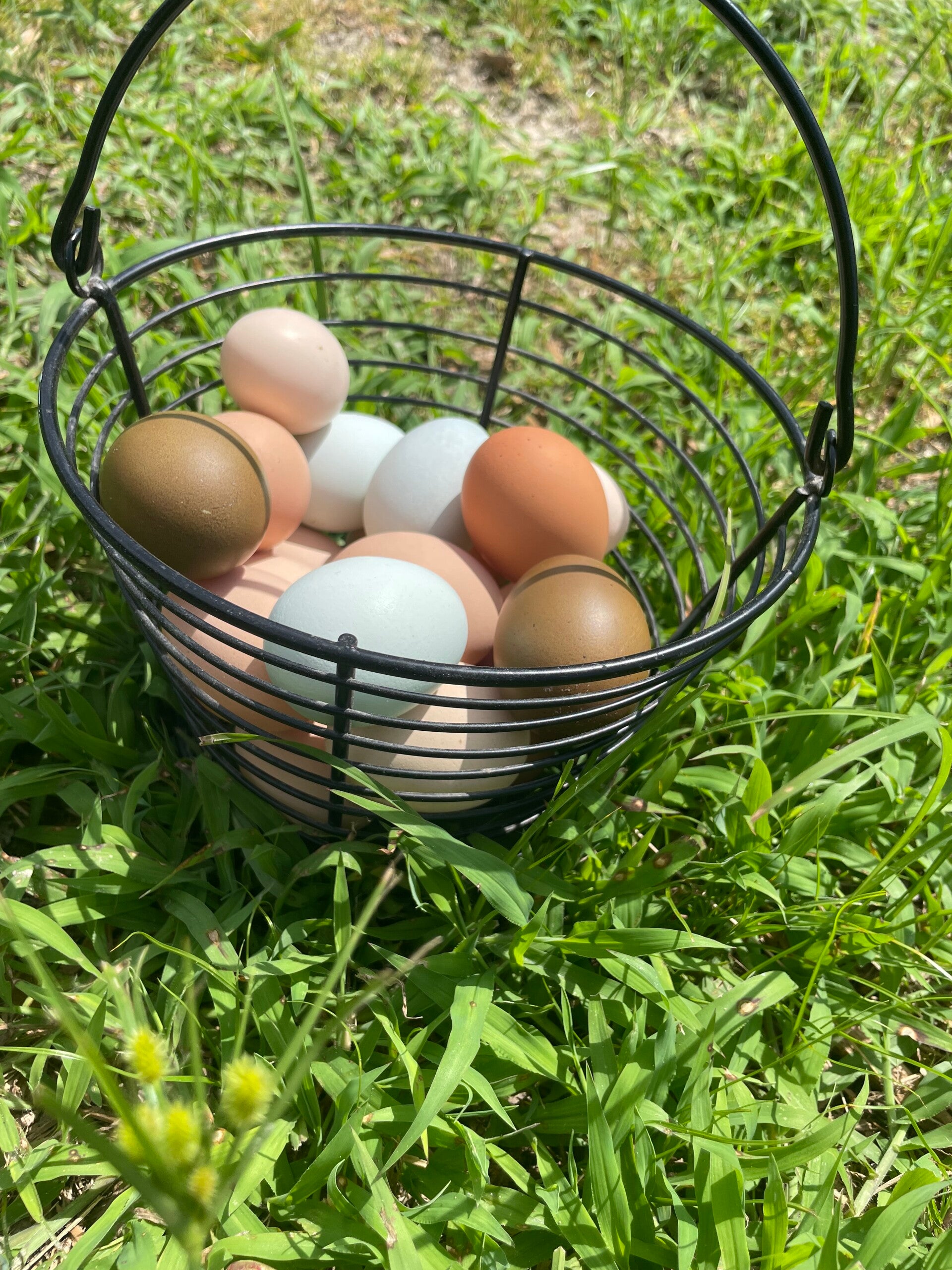 Olive Egger- Straight Run