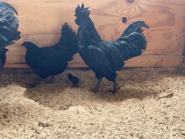 Ayam Cemani's- Pet Quality Straight Run