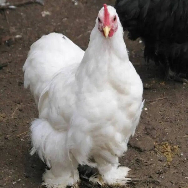 White Cochins