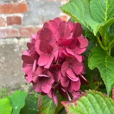 img_2346-standard.jpg