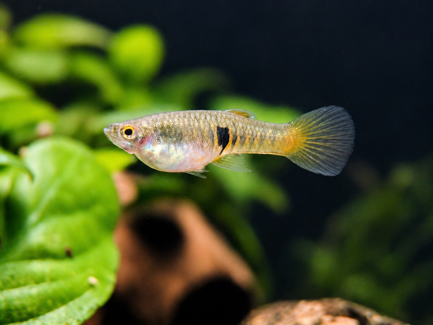 NEOHETERANDRIA ELEGANS