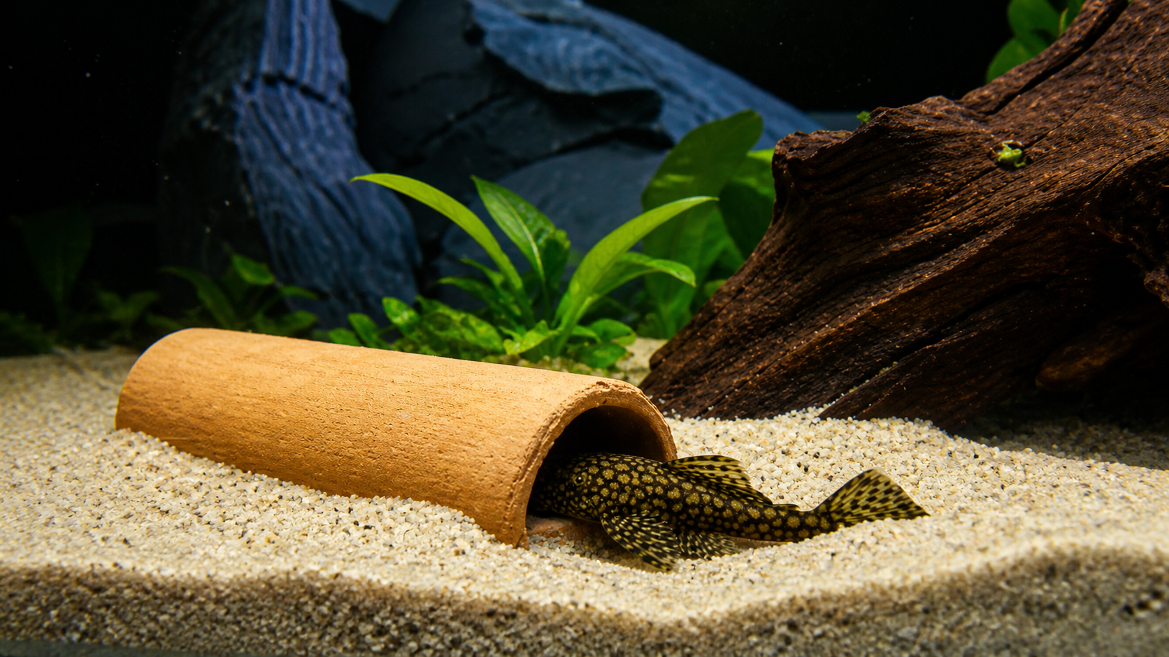 DIY PLECO CAVE