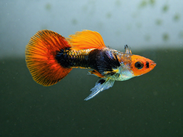 RED TUXEDO KOI