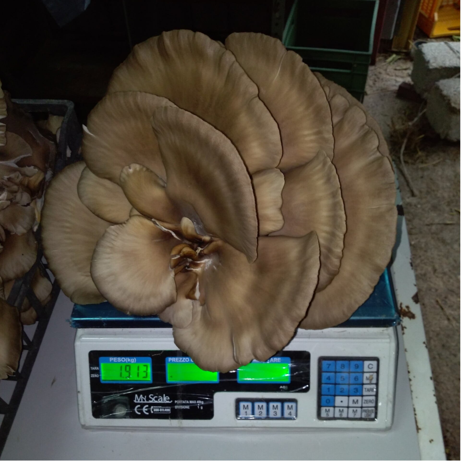 Funghi Pinnelle (Pleurotus Ostreatus)