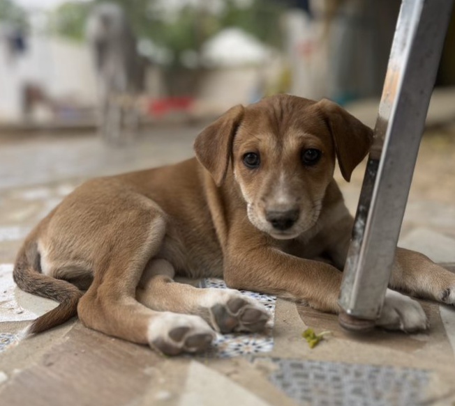 Successfully adopted rescue puppy in Mauritania