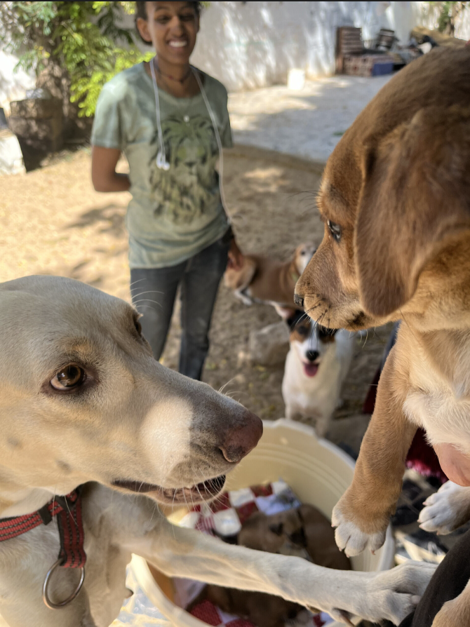 Vision for an animal-assisted therapy center in Mauritania