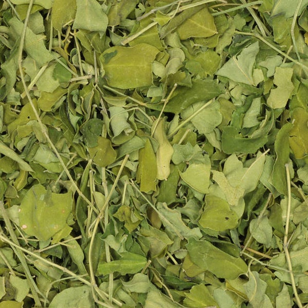 Moringa
