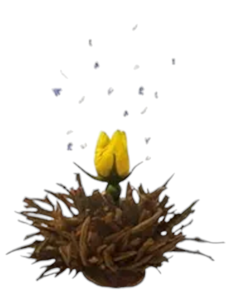 Theebloem Black Rose & Lavender