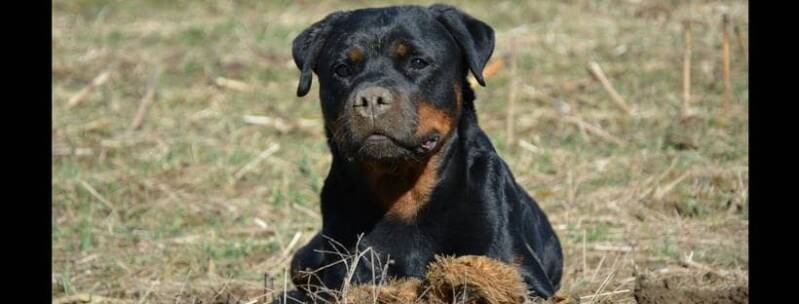 Chien de categorie Isere
