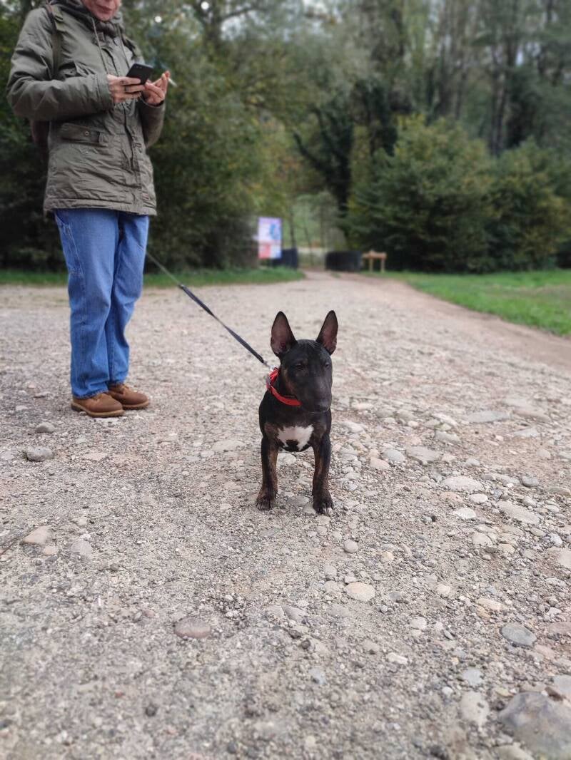 éducation canine Isère