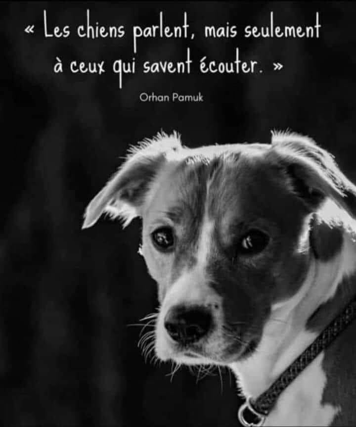 Réeducation du comportement, comportementaliste canin isère