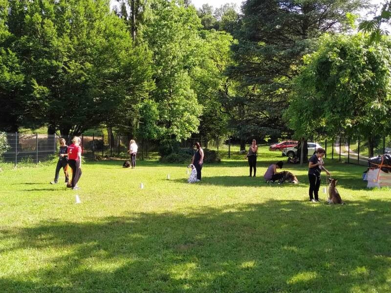 cours d'éducation et probleme de comportement du chien