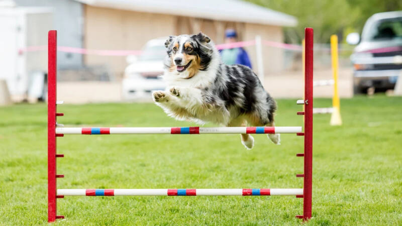 agility sport canin loisir