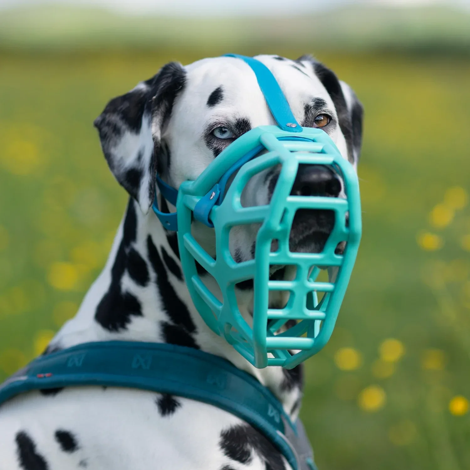 Pension chien