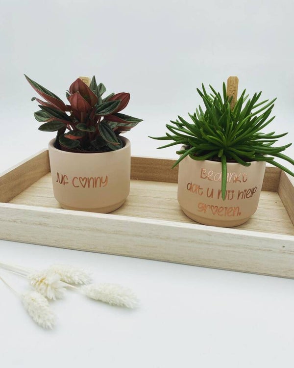 Setje met bloempotjes