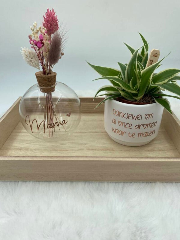 Setje: vaasje + vetplant