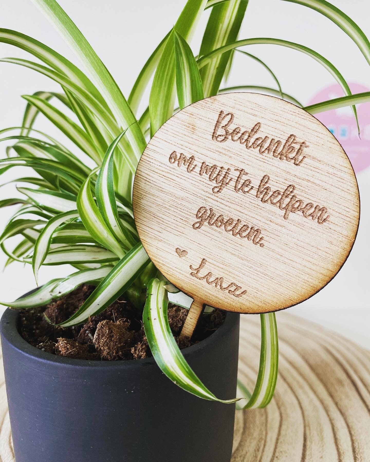 Plantje met prikker + bloempotje