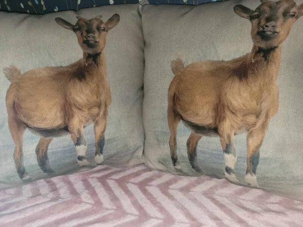 Goat cushions