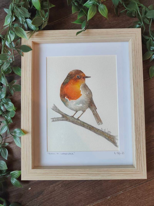 Beautiful Robin