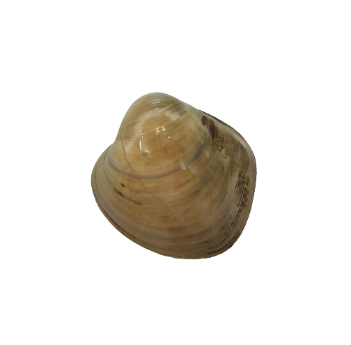 FÓSIL CONCHA DE MOLUSCO CERRADA