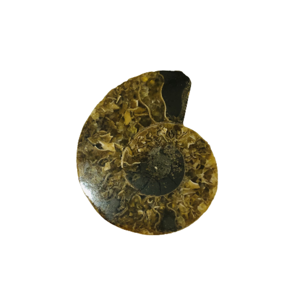 FÓSIL DE AMMONITE