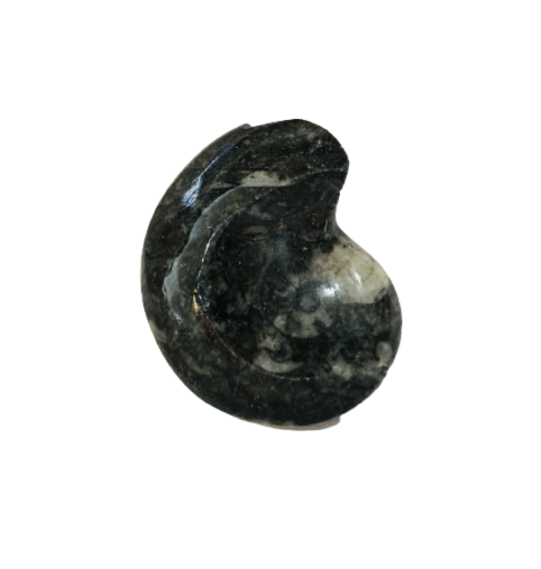 FÓSIL DE AMMONITE NEGRO