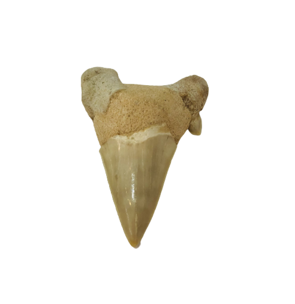 FÓSIL DIENTE DE MEGALODÓN