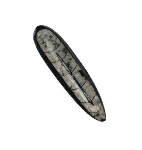 FÓSIL DE ORTHOCERAS