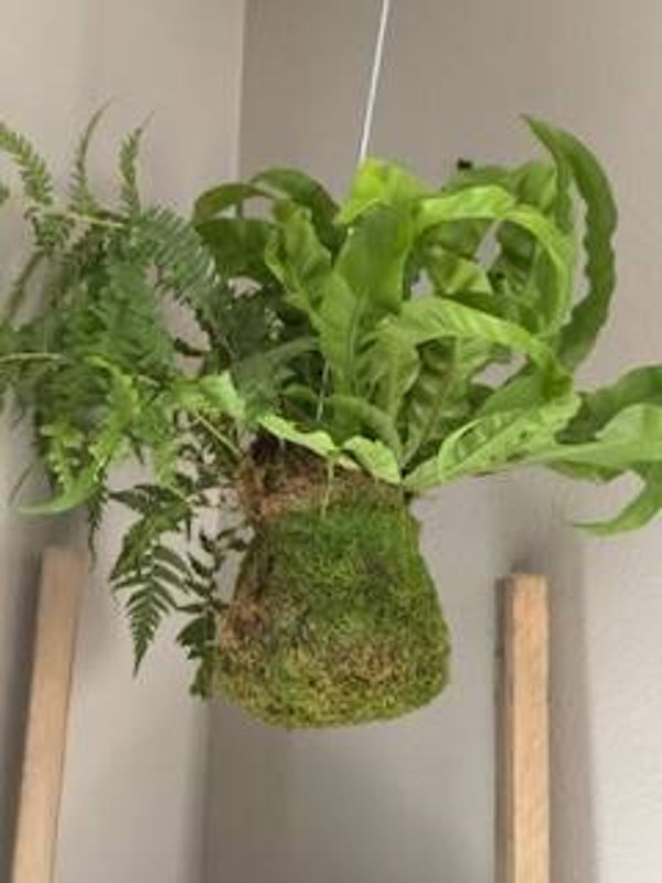 Fern Kokedama