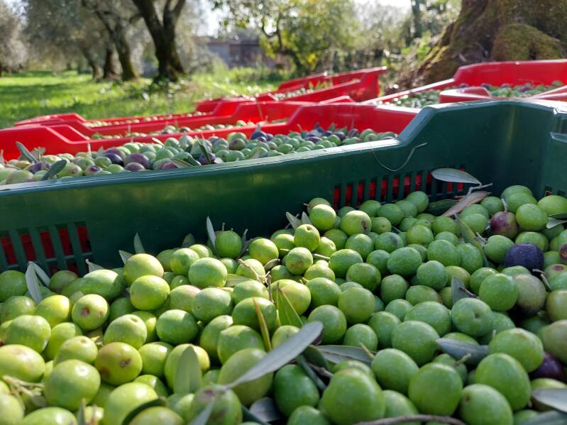 Olijven in kratjes na de oogst | Agresti