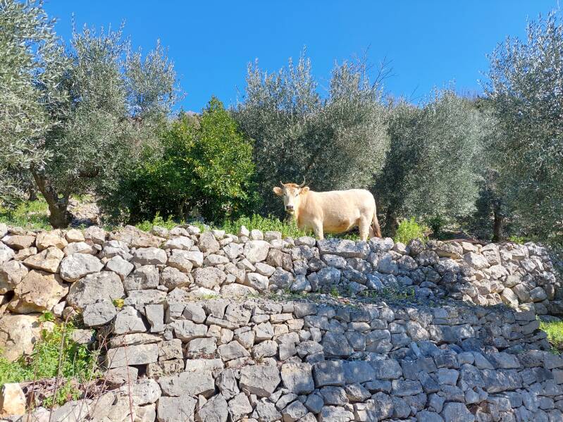 Olijfgaarden Agresti