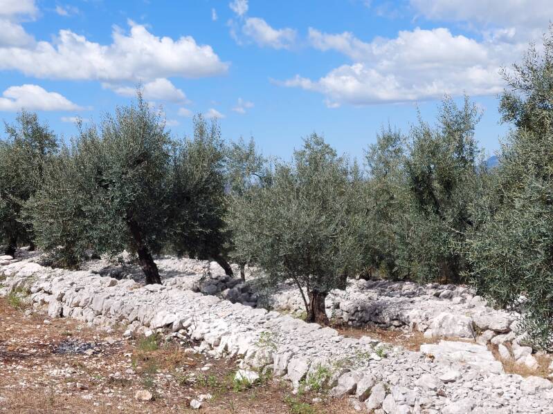 Terrassen van Agresti 1902