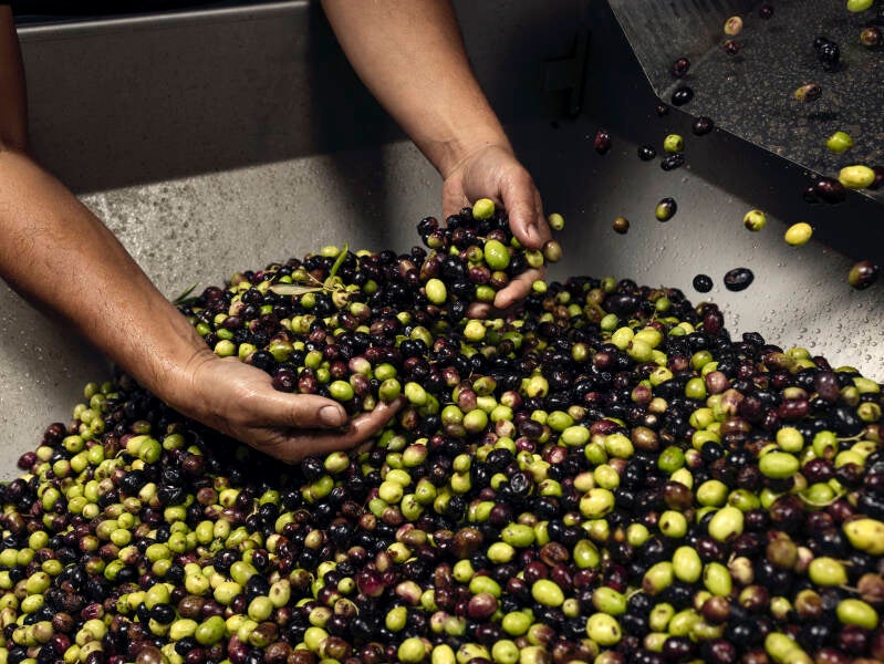 Olijven reinigen Trespaldum